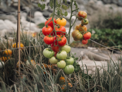 Welche tomatensorten überleben wind und salz im küstengarten wirklich