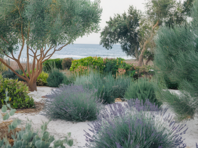 Salzresistente bienenfreundliche pflanzen für deinen küstengarten