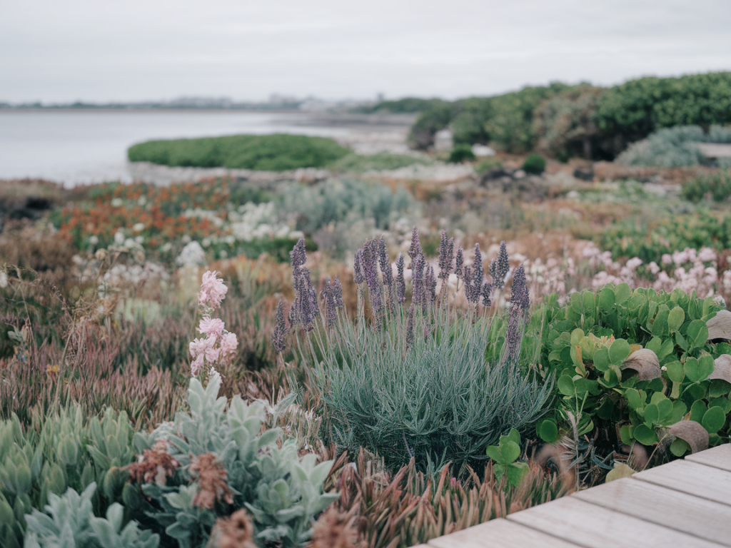 Salzwiesen retten leicht gemacht wie du eine nachbarschaftliche patenschaft für küstenbiotope startest
