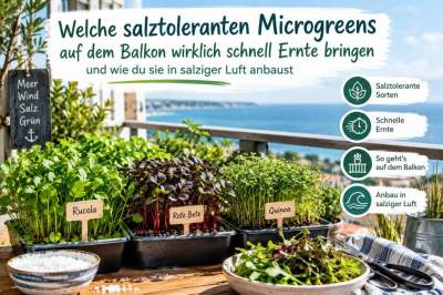 Welche salztoleranten microgreens auf dem balkon wirklich schnell ernte bringen und wie du sie in salziger luft anbaust